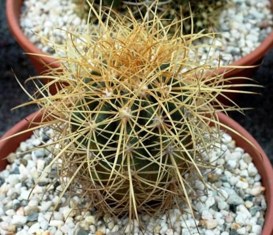 Ferocactus_johnstonianus_1